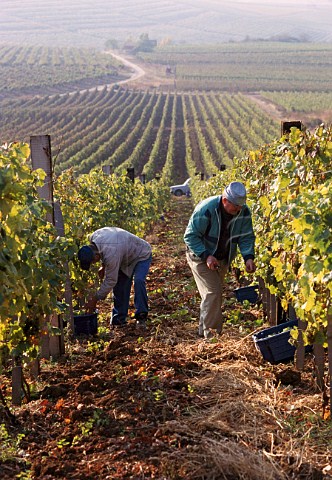 Harvesting in KiralyHegy vineyard Md   Hungary   Tokay