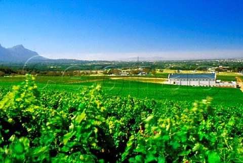 Vineyard and new winery of Steenberg   Constantia South Africa