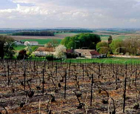 Vineyard in midApril on the northern slopes of the   Montagne de Reims at Sermiers   Marne France    Champagne