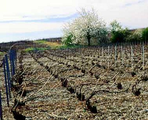 Vineyard in April at AvenayValdOr Marne  France   Champagne