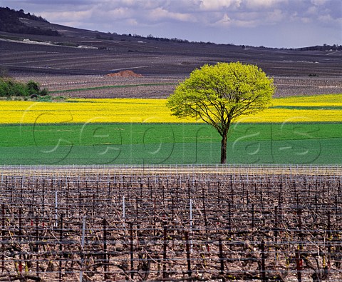 Early spring colours between vineyards at Bouzy Marne France Montagne de Reims  Champagne