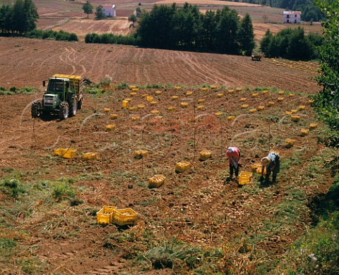 Harvesting potatoes Calabria Italy