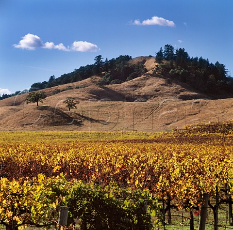 Vineyard of Beringer in the Knights Valley   Sonoma Co California  Knights Valley AVA