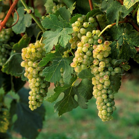 Roussanne grapes  Marlborough New Zealand