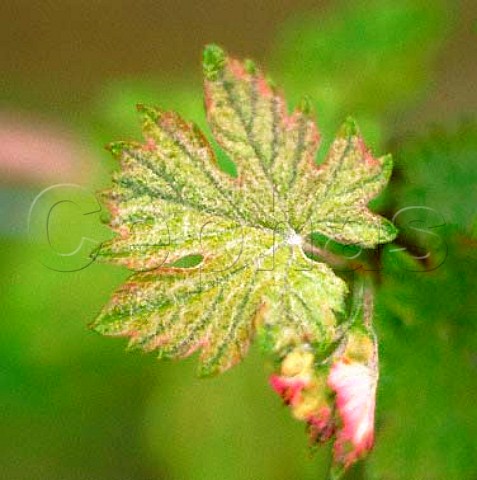 Springtime Cabernet Sauvignon leaves
