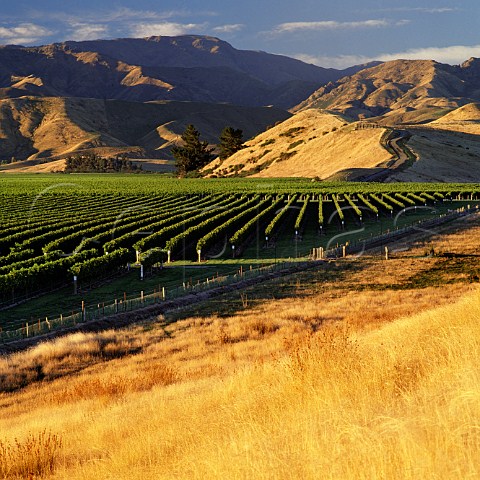 Pinot Noir and Chardonnay vines in Dog Point Vineyard in the Brancott Valley   Marlborough New Zealand