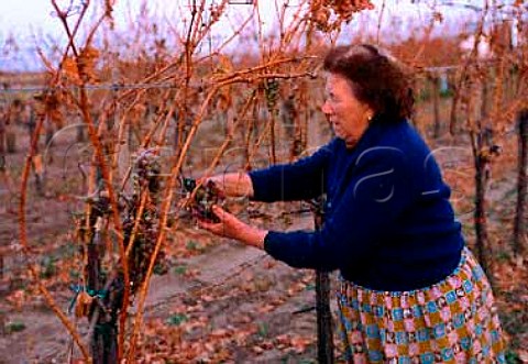 Picking botrytised grapes in vineyard of   Alois Lang Illmitz Burgenland Austria   Neusiedlersee
