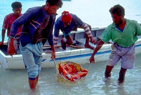 Fishermen with a basket of  fish Mauritius Mascarene Islands  Indian Ocean
