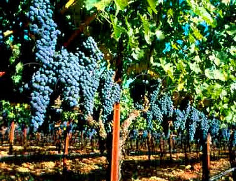 Cabernet Sauvignon grapes in Bella Oaks Vineyard of the Staglin Family St Helena Napa Valley   California