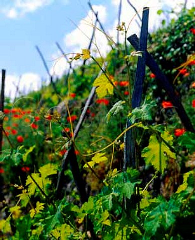 Poppies amidst the Viognier vines on the steep   slopes of Chteau Grillet Vrin Loire France   AC Chteau Grillet