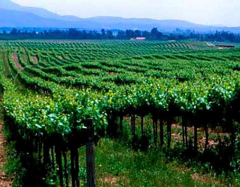 Chardonnay vineyard of Callaway Winery Temecula   Riverside Co California  Temecula AVA
