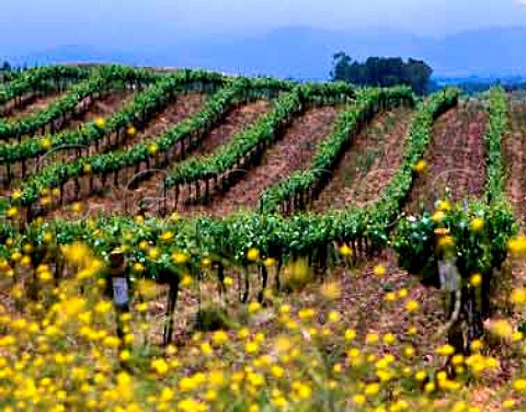 Chardonnay vineyard of Callaway Winery Temecula   Riverside Co California  Temecula AVA