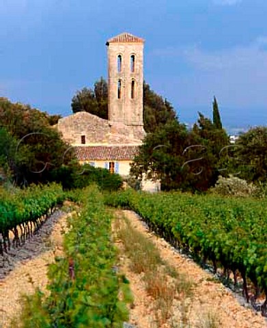 Muscat vineyard by the 12th century   Chapelle Notre Dame dAubune  BeaumesdeVenise Vaucluse France  AC Muscat de BeaumesdeVenise