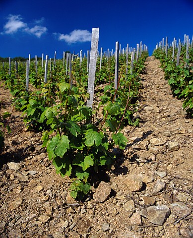 Gamay vines in the decomposed granite soil of   Chiroubles Rhne France  Chiroubles  Beaujolais