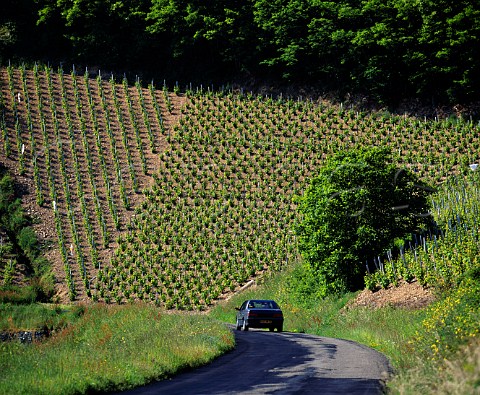 Road through the vineyards of Chiroubles   France   Chiroubles  Beaujolais