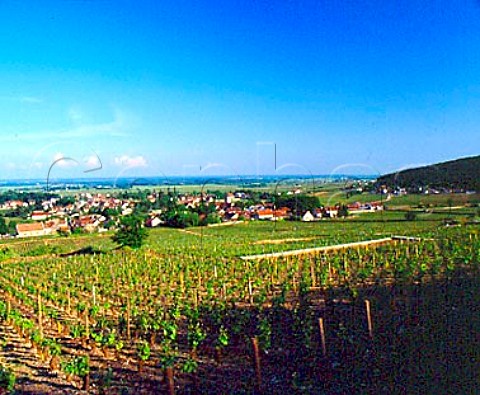 GevreyChambertin viewed from Les Cazetiers   vineyard Cte dOr France