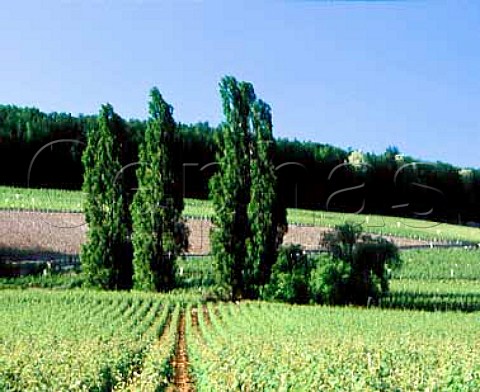 Vineyards on the hill of Corton   AloxeCorton Cte dOr France    ACs CortonCharlemagne  Corton