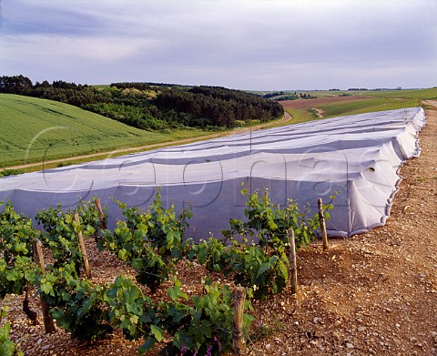 Experimental antifrost covers on vines in   Montmains vineyard Chablis Yonne France   Chablis Premier Cru