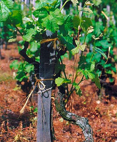 Syrah vine tied to a traditional single stake   Cornas Ardche France
