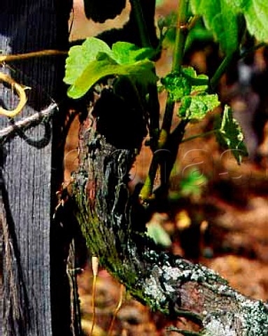 Syrah vine tied to a traditional single stake   Cornas Ardche France