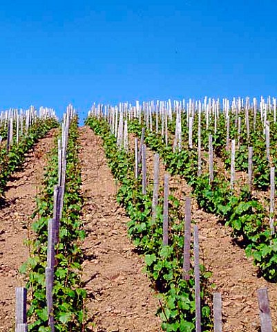 Gamay vines on the decomposed granite soil   of Chiroubles Rhne France  Chiroubles  Beaujolais