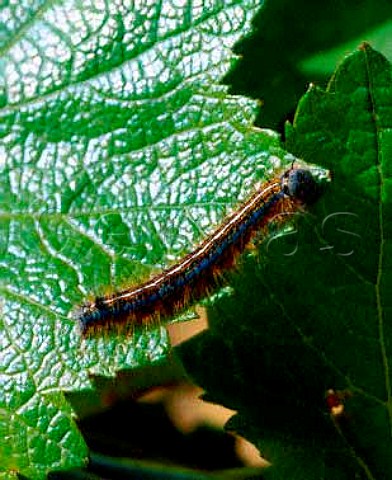 Caterpillar on Pinot Noir leaf  PernandVergelesses Cte dOr France  AC Corton