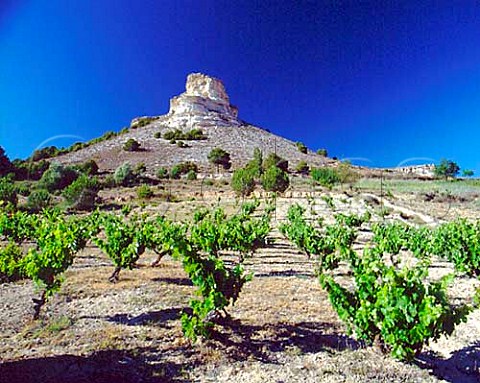Old bushtrained Tinto Fino vines near  Pesquera de Duero Castilla y Len Spain   Ribera del Duero