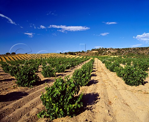 Vineyard near Venialbo Castilla y Len Spain   Toro