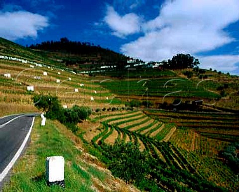 Terraced vineyards of Quinta do Noval Pinho   Portugal   Port  Douro