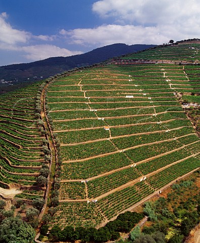 Terraced vineyards of Delaforces Quinta da Corte near Pinho Portugal Port  Douro