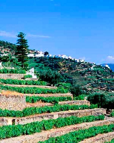Terraced vineyard of Quinta do Noval with the   village of Casal de Loivos beyond  Pinho Portugal   Douro  Port