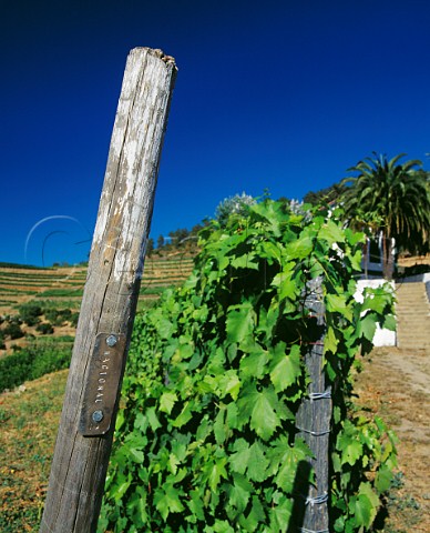 Marker post by one of the parcels of the ungrafted Naional vineyard of Quinta do Noval Pinho Portugal Port  Douro