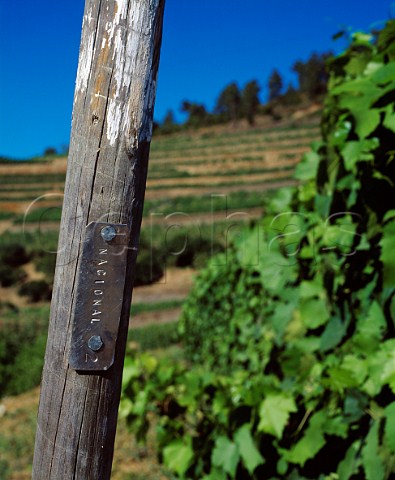 Marker post by one of the parcels of the ungrafted   Naional vineyard of Quinta do Noval   Pinho Portugal   Port  Douro
