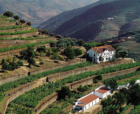 Terraced vineyards at Quinta do Noval with parcels   of the ungrafted Naional vineyard to the left of   and below the upper building  Pinho Portugal     Port  Douro