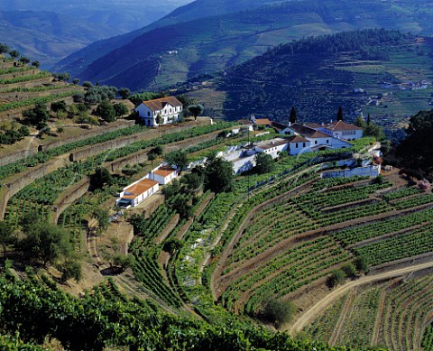 Terraced vineyards at Quinta do Noval with parcels   of the ungrafted Naional vineyard to the left of   and below the upper building    Pinho Portugal   Port  Douro