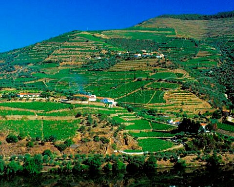 Terraced vineyards of Quinta das Sopas above the   Douro River near Pinho Portugal   Port