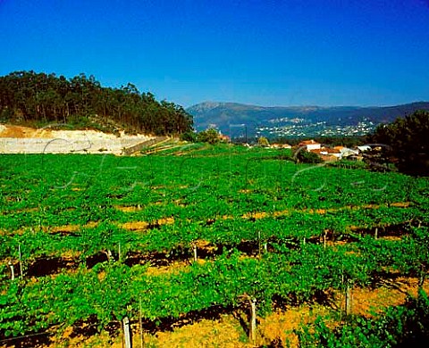 Large vineyard above the Mio River at Eiras   Galicia Spain    Ras Baixas
