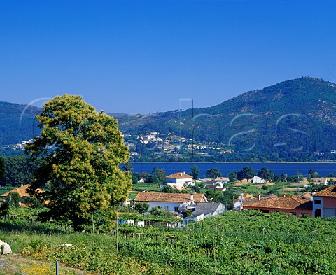 Vineyards around Eiras at the mouth of the    Mio River Galicia Spain    Ras Baixas