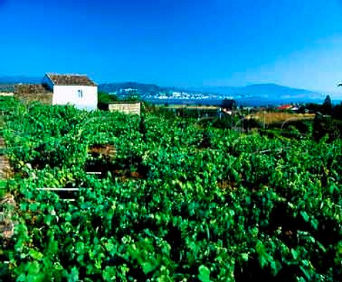 Vines growing on pergolas at Moran near the mouth   of the Mio River and Atlantic Ocean  Galicia Spain   Ras Baixas