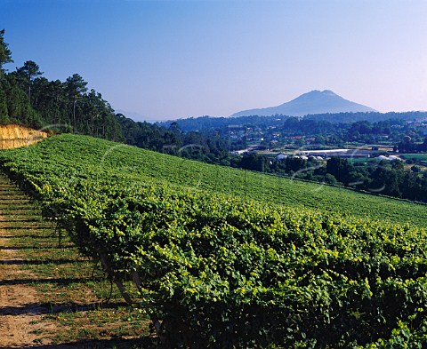 Albario vineyard of Lagar de Fornelos  Fornelos Galicia Spain   Ras Baixas