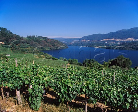 Vineyards above the Mio River at Troncoso near Castrelo de Mio Galicia Spain   DO Ribeiro
