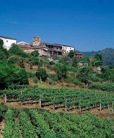 Vineyards below village of O Pradeiro   Near Castrelo de Mio Galicia Spain      DO Ribeiro