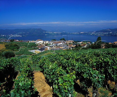 Vineyard above Barral and the Mio River   Galicia Spain   DO Ribeiro