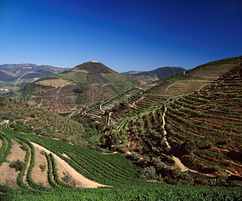 Vineyards of Quinta de la Rosa above the Douro near   Pinhao Portugal   Douro  Port