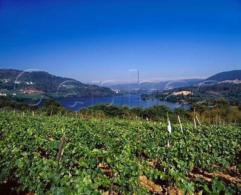 Vineyard above the Mio River at  Conceilo de Toen Near Fa Galicia Spain  DO Ribeiro