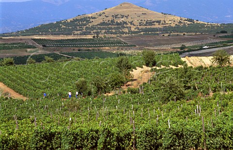 Vineyards near Negotino Republic of   Macedonia