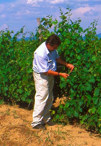 Blaze Petkov  Technical Director of the   Povardarie Winery  examining   Vranec vines an indigenous variety  Near Negotino Republic of Macedonia