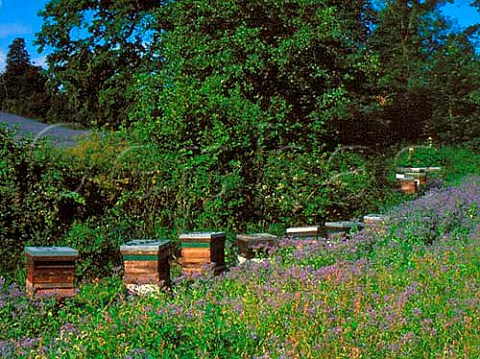 Beehives alongside a field of Borage   Used as a herb and also for medicinal purposes This   is being grown for Boots Star Flower Oil  Yeovil Somerset