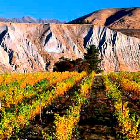 Medway Vineyard in the Awatere Valley  Marlborough   New Zealand