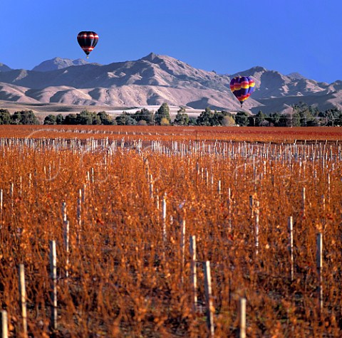Hotair balloons over Montanas Fairhall Estate vineyard Marlborough New Zealand